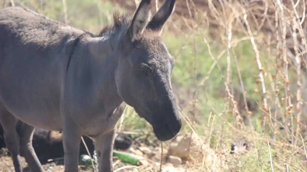 Hatay’da Annesinin Başında Saatlerce Bekleyen Sıpa Yürekleri Dağladı 2